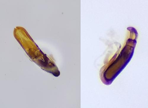 Réf. 252 862 : Phyllotreta christinae